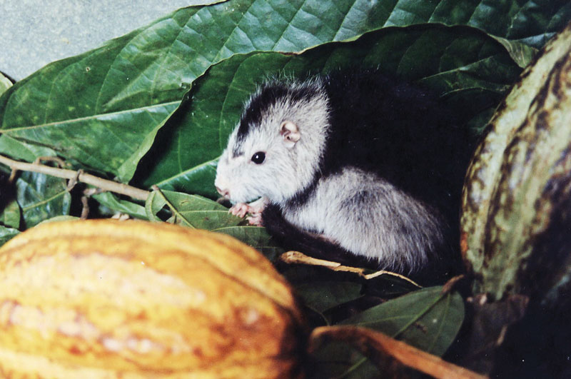 Rato-do-Cacau