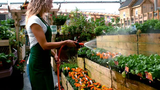 Regando Tagetes 