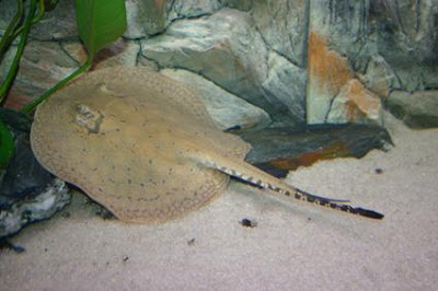 Reticulated Freshwater Stingray