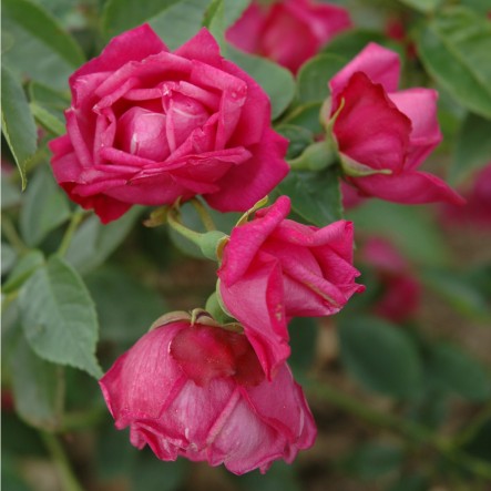 Rosa Chinensis: Características, Como Cuidar e Fotos