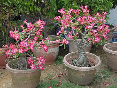 Rosas do Deserto Cultivadas em Vasos