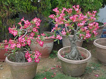 Rosas do Deserto Cultivadas em Vasos 