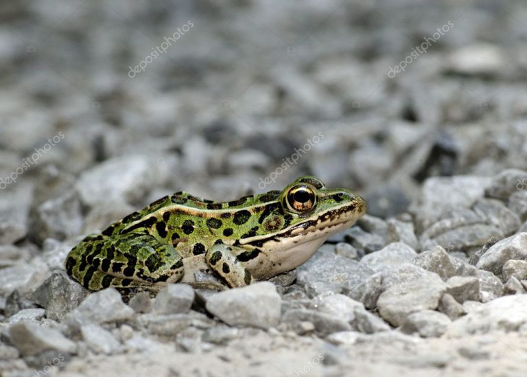 Rã-Leopardo Fotografada Nas Pedras