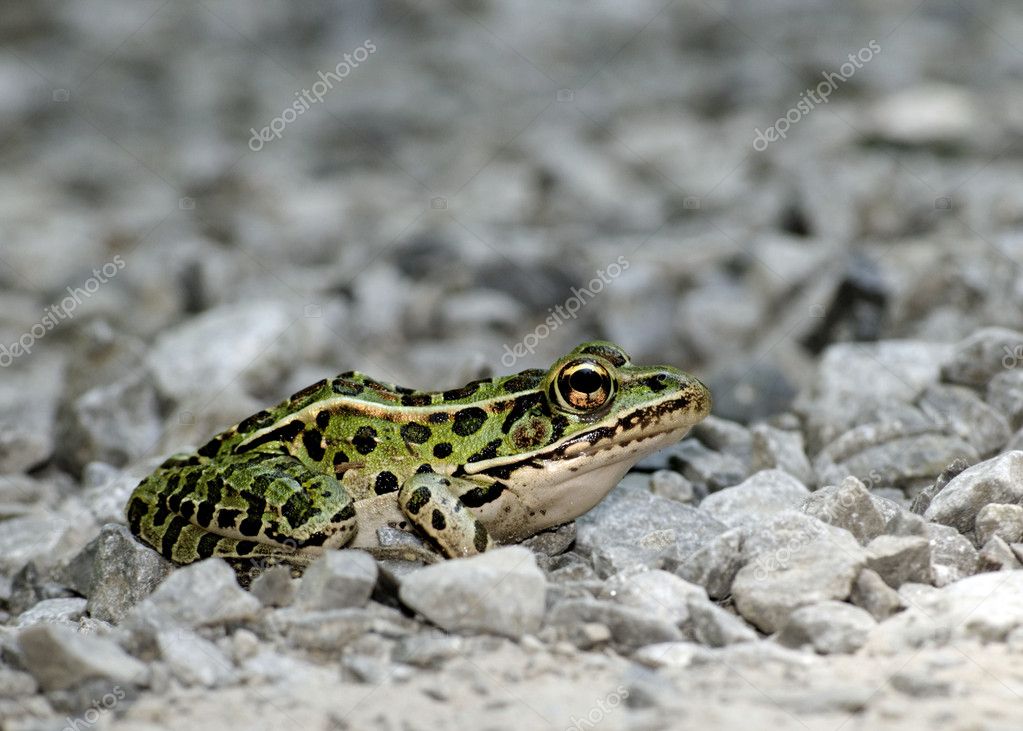 Rã-Leopardo Fotografada Nas Pedras 