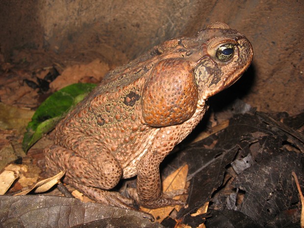 Sapo Cururu Sentado na Floresta