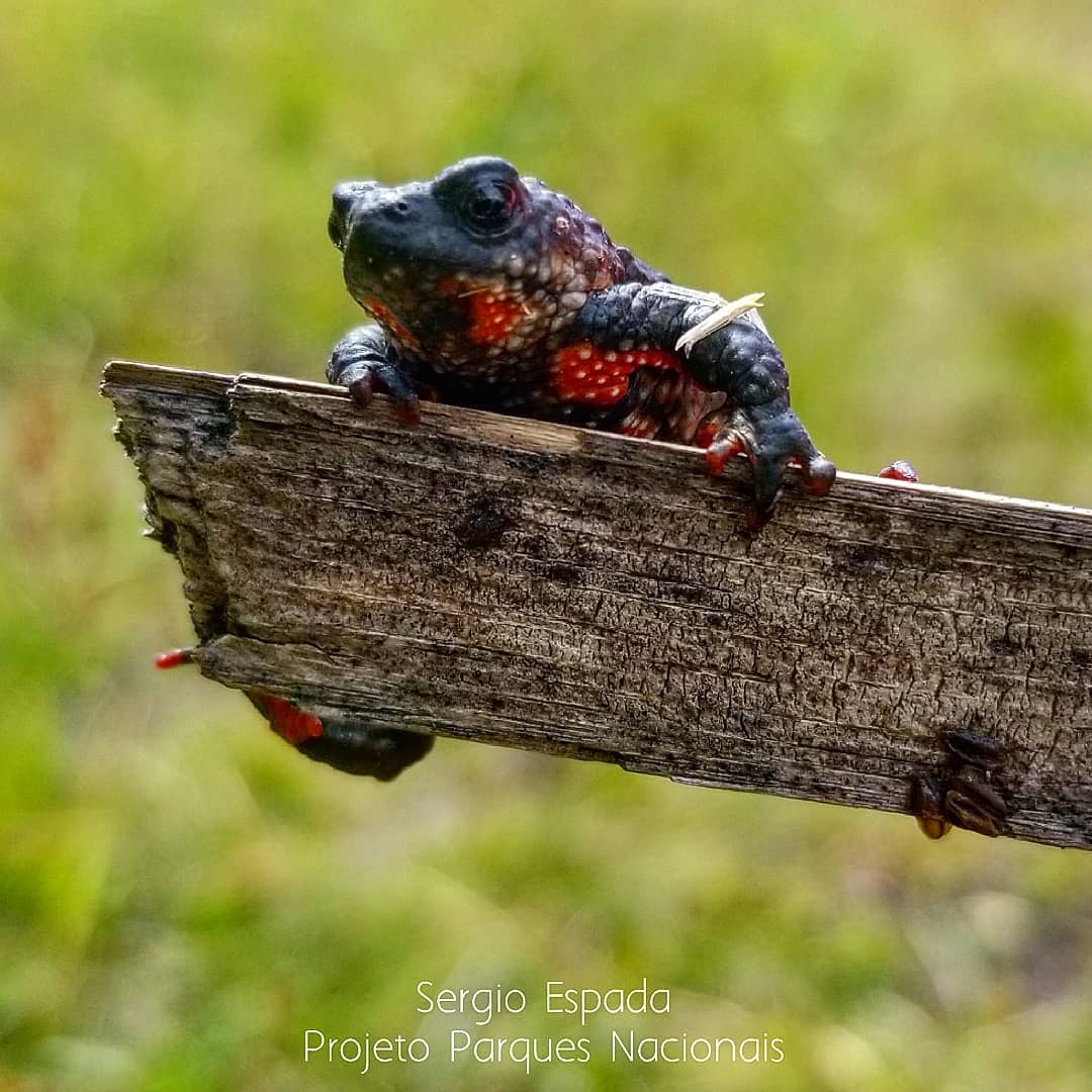 Sapo Flamenguinho (Melanophryniscus Moreirae) Em Cima do Tronco