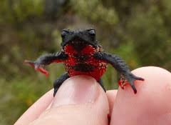 Sapo Flamenguinho é Venenoso? Ele pode Matar?