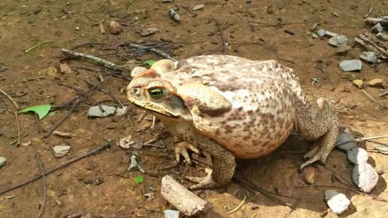 Sapo Parado em Chão de Terra Batida