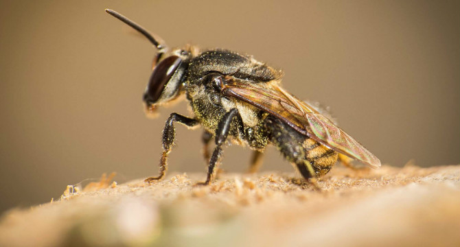 Scapitotrigona Fotografada de Perto