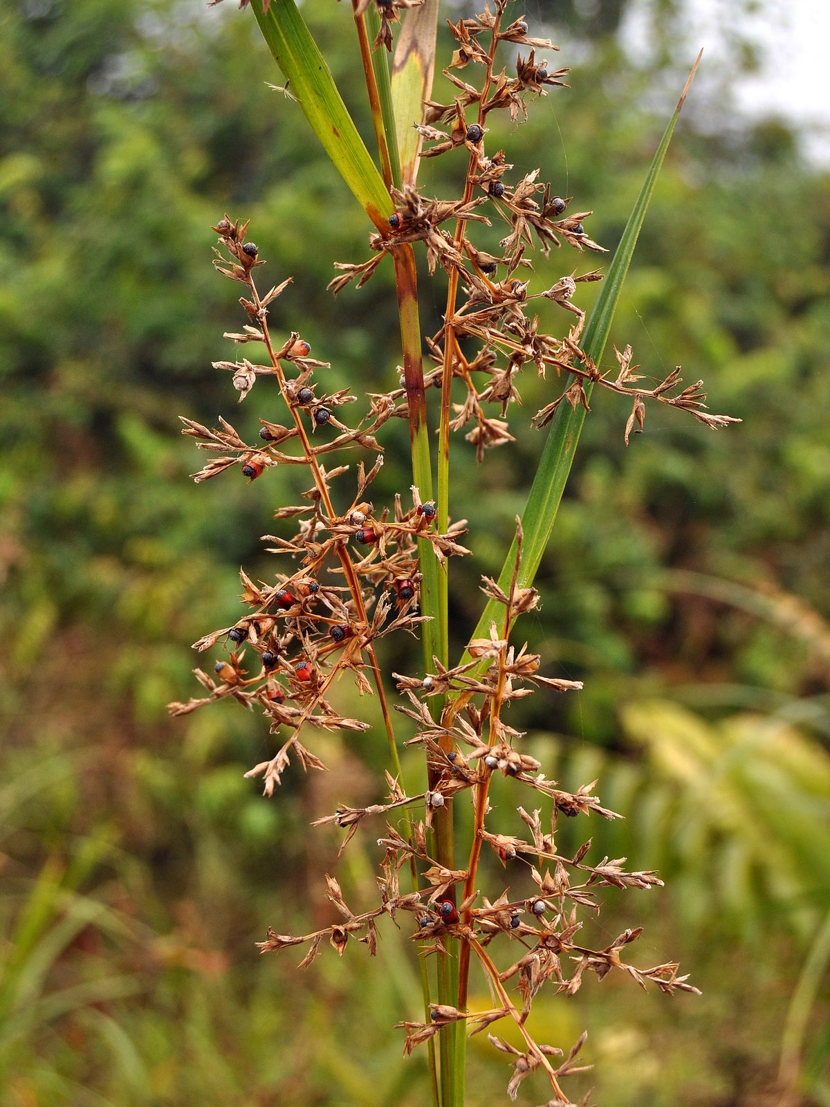 Scleria Afroreflexa