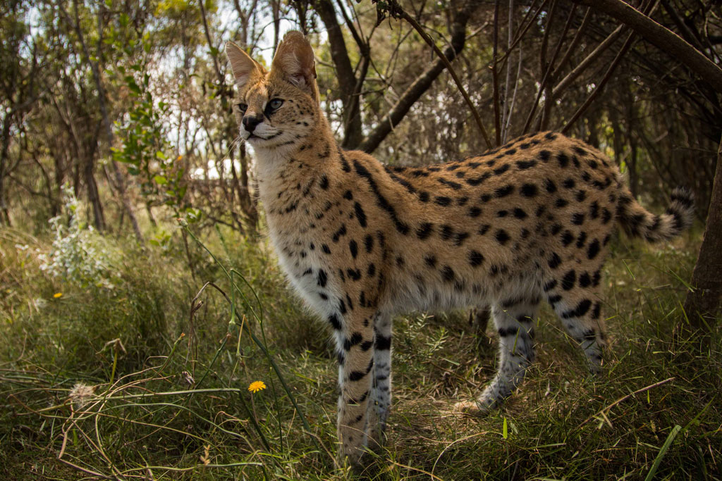 Serval no Meio do Mato