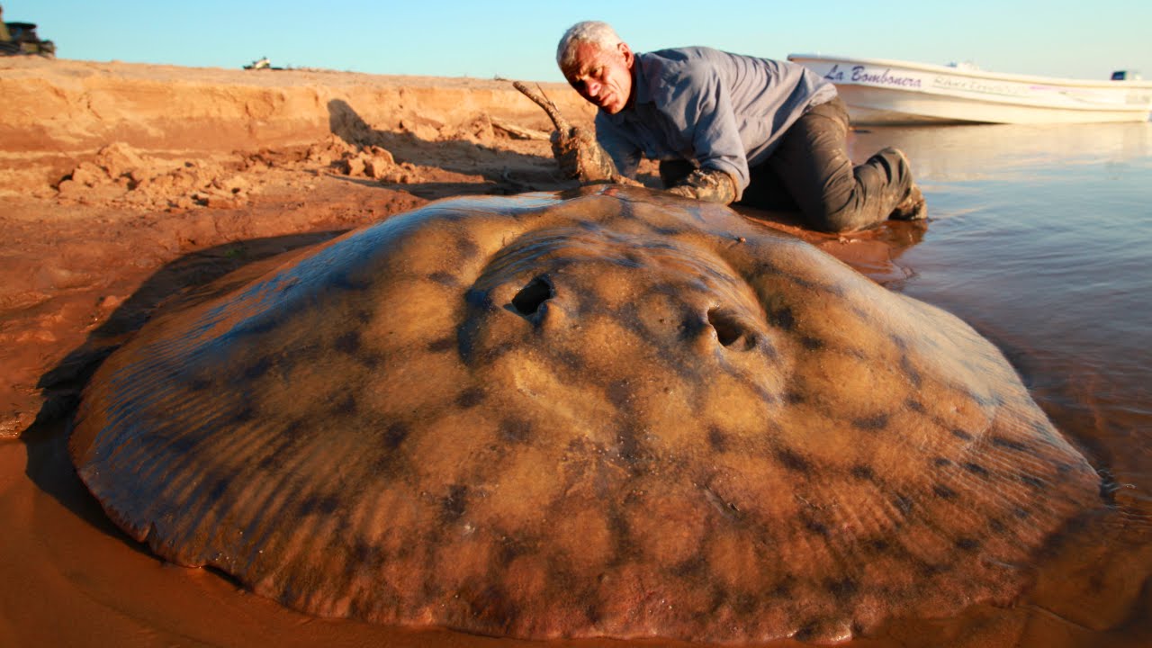 Short-Tailed River Stingray