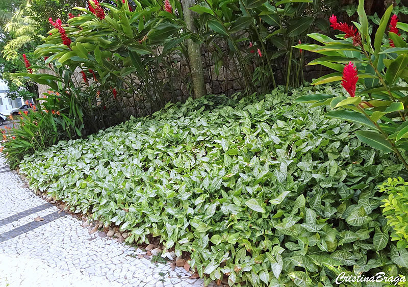 Singônio