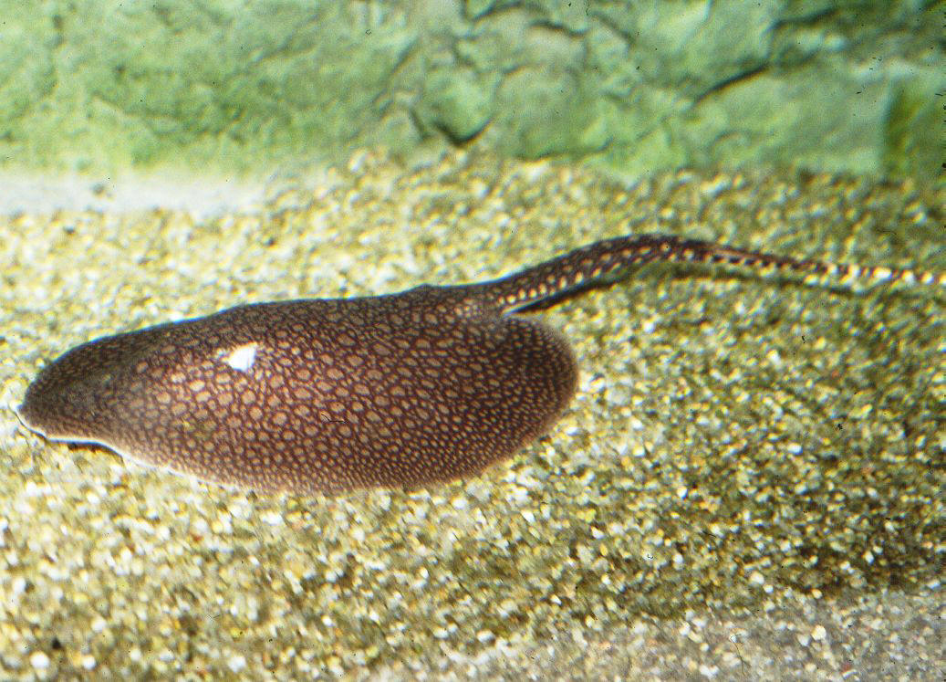 Smooth Back River Stingray