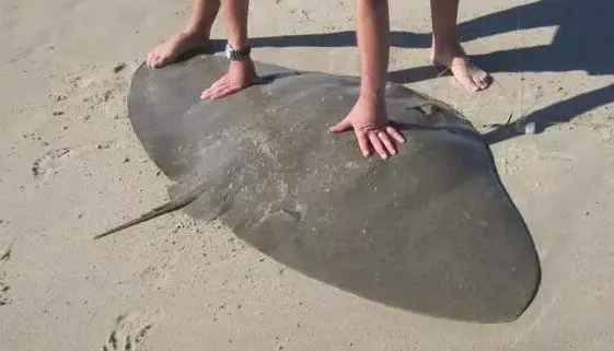Smooth Butterfly Ray