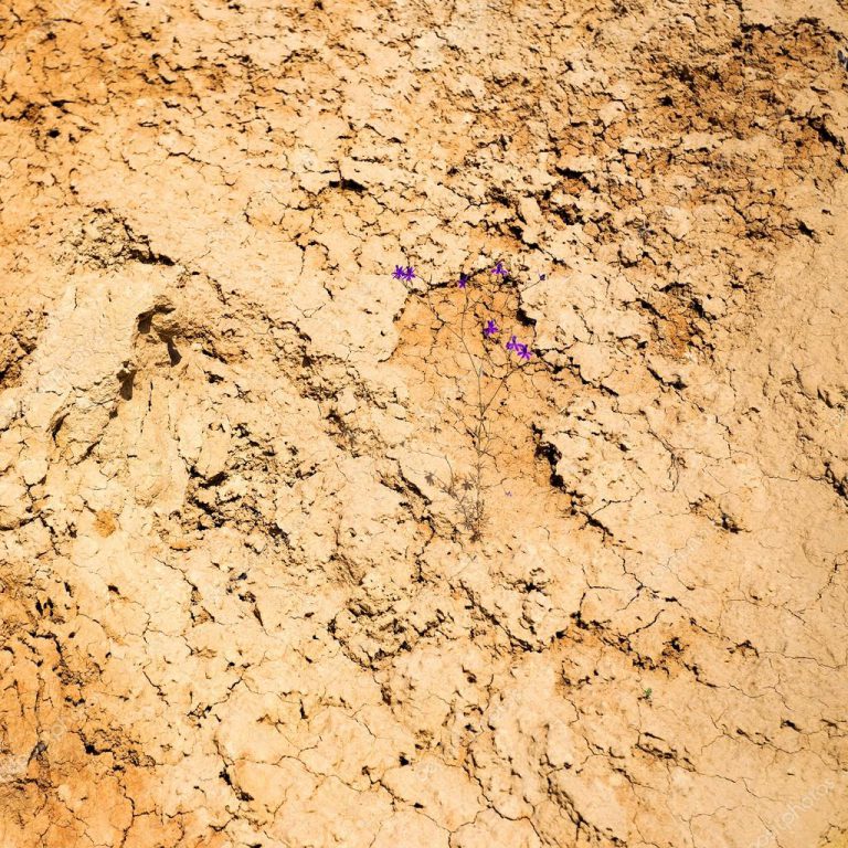 Tudo Sobre O Solo Argiloso Mundo Ecologia Tudo Sobre O Solo Argiloso Mundo Ecologia