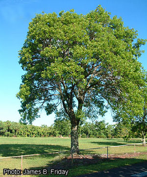 Swietenia Mahagoni