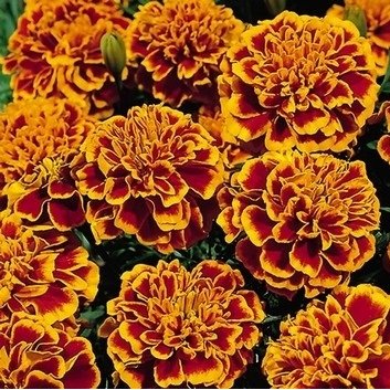 Como Regar Tagetes: Efeitos da Irrigação com Água Doce e Salgada | Mundo  Ecologia