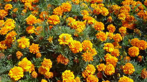 Tagetes Bem Irrigadas 