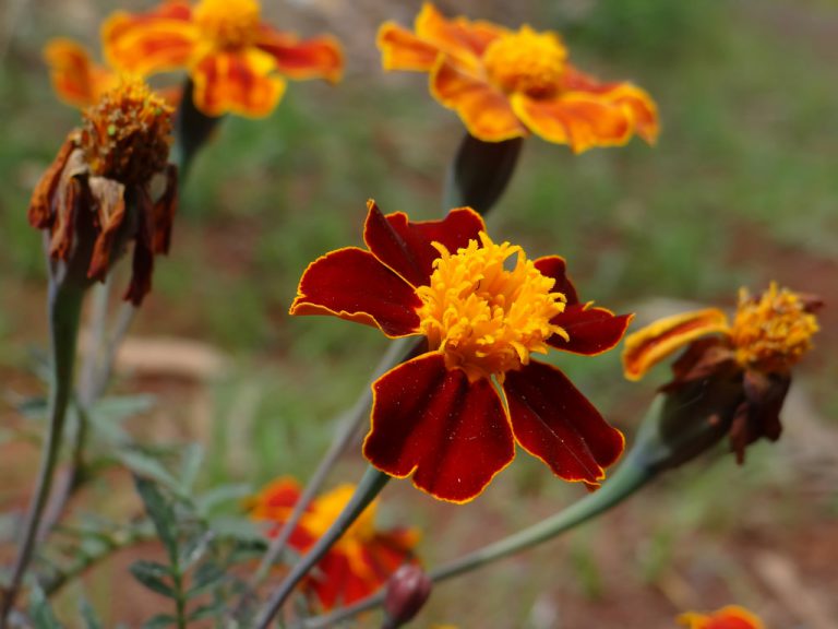Tagetes Cravo de Defunto