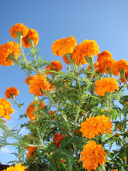 Tagetes Erecta Laranja