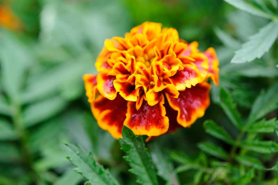 Tagetes Patula