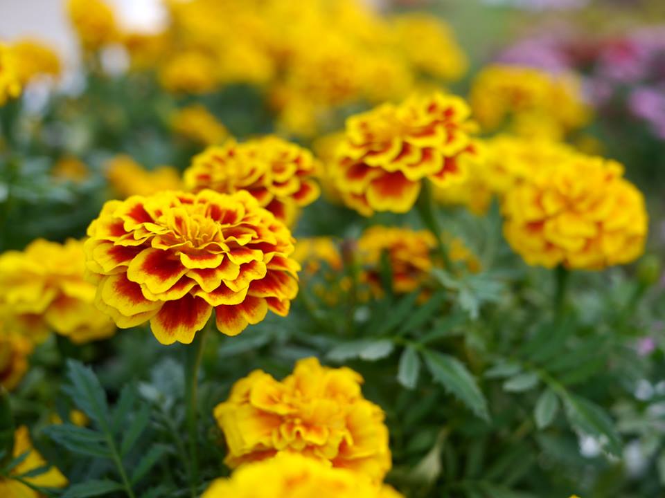 Tagetes