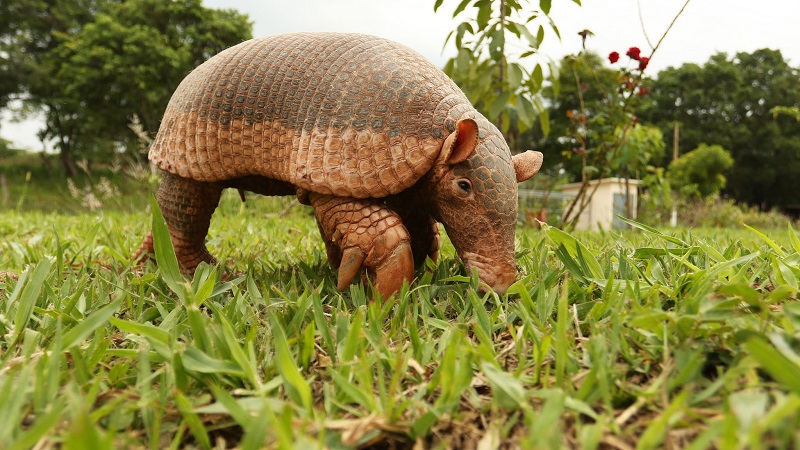  Tatu Gigante