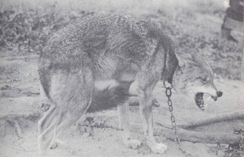 Lobo Vermelho - The Wolves of North America (1944) Oklahoma Red Wolf