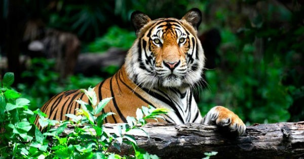 Tigre