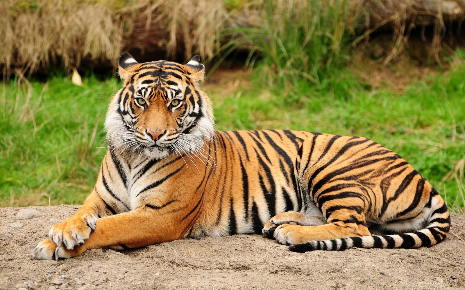 Tigre Siberiano: Alimentação, Peso, Curiosidades, Extinção e Fotos | Mundo  Ecologia