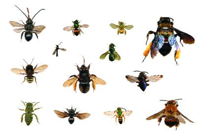 Espécies e Tipos de Abelhas