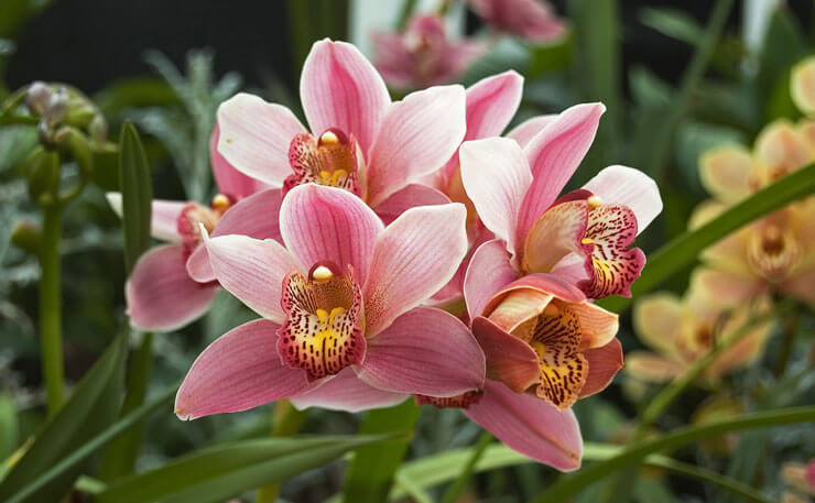 Quanto Tempo Demora Para Uma Orquídea Dar Flor?