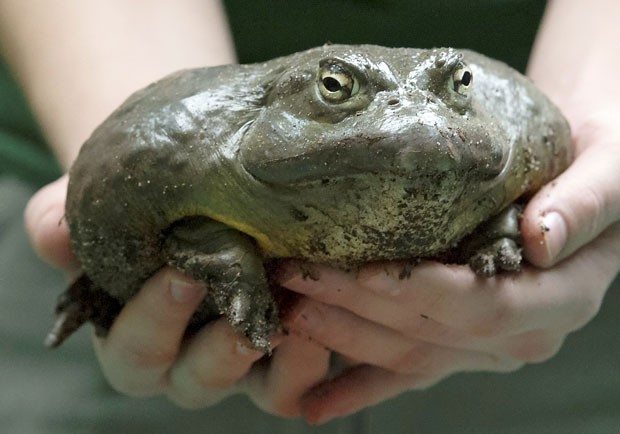 Sapo Boi Gigante Com Fotos e Características