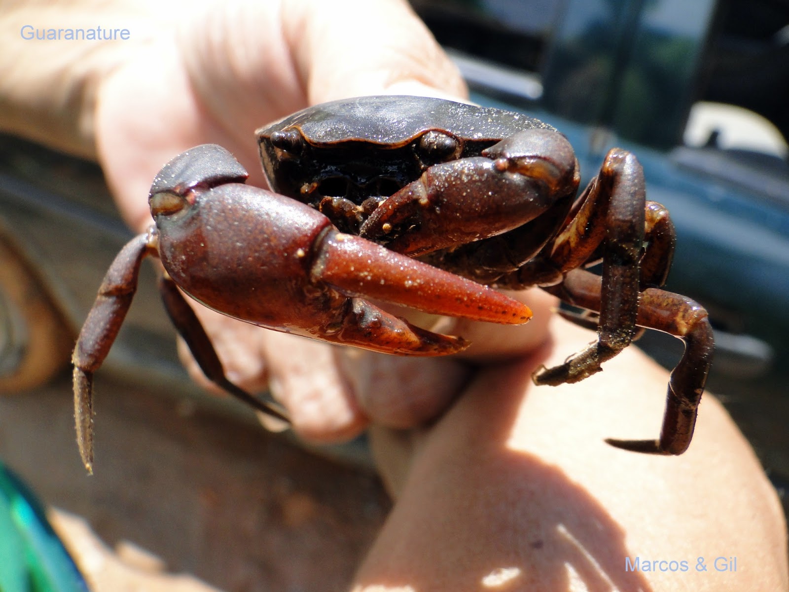 Trichodactylus spp