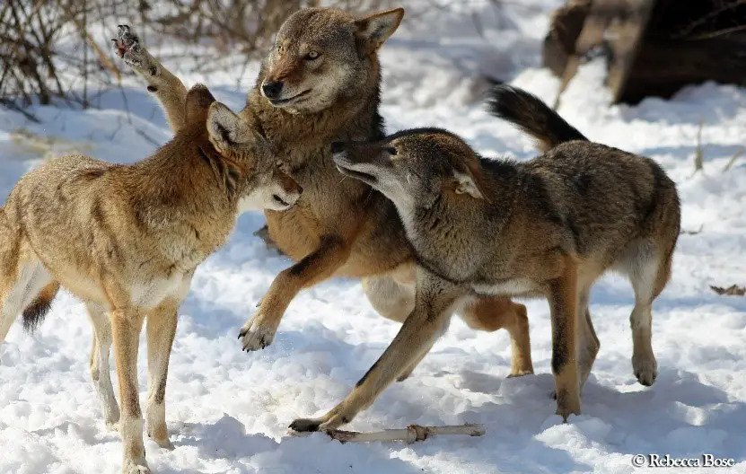 Três Lobos-Vermelhos Brincando na Neve