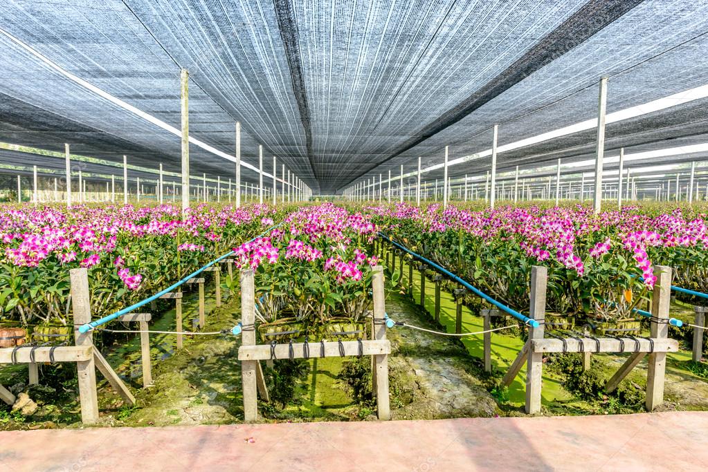 Viveiro de Orquídeas Como Fazer