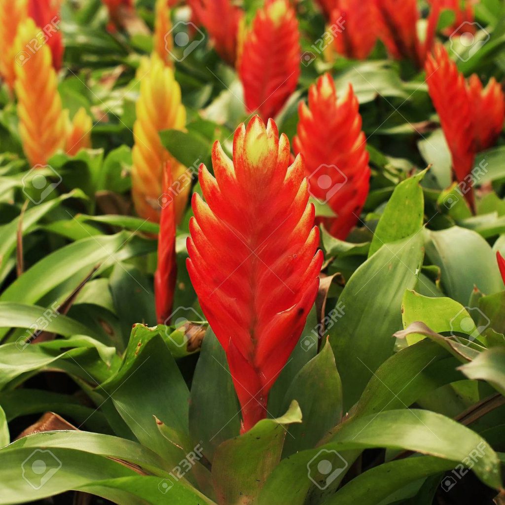 Tipos e Espécies de Bromélias de Sombra com Nomes e Fotos | Mundo Ecologia
