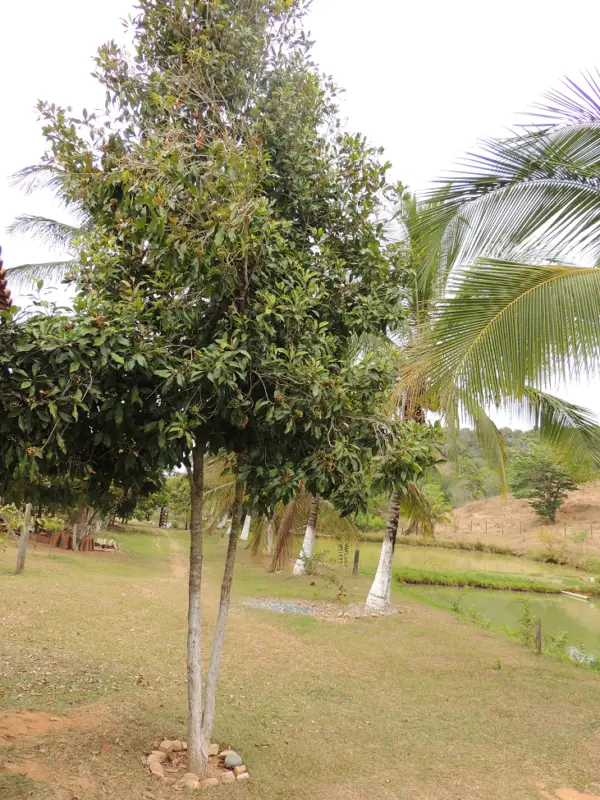 Árvore de Cravo-da-Índia