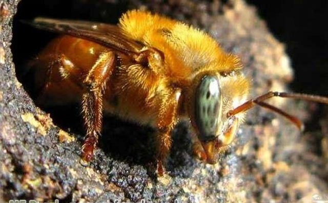 Abelha Uruçu Cinzenta: Curiosidades, Características e Fotos