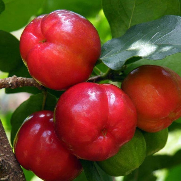 Como a Acerola Chegou no Brasil? Qual Sua Origem? – Mundo Ecologia