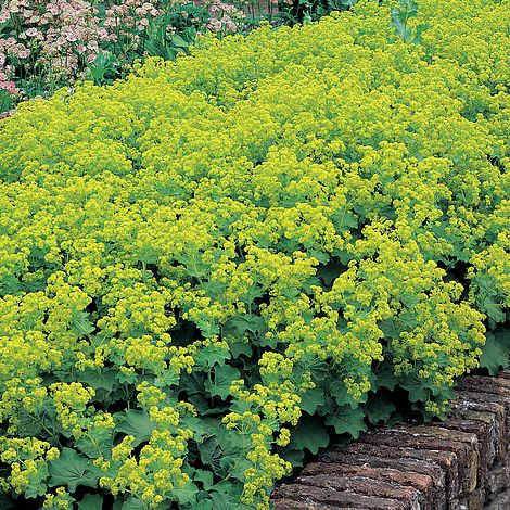 Alchemilla