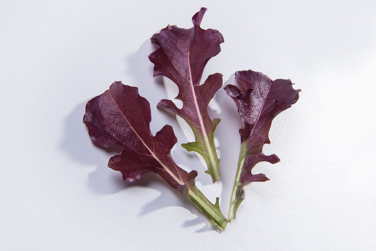Alface Frisée Rosa e Roxa: Como Plantar e Diferenças