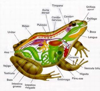 Anatomia da Rã e Cobertura do Seu Corpo