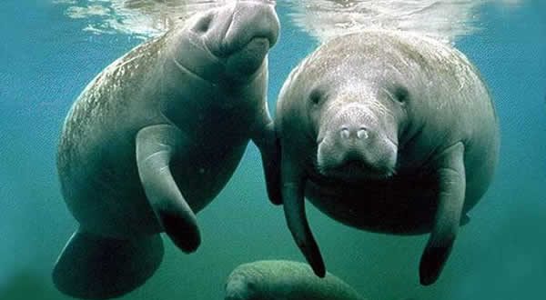 O Que São Animais Aquáticos? | Mundo Ecologia