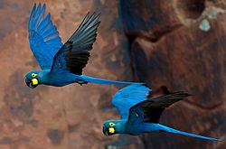 Arara-Azul-de-Lear: Hábitos, Tempo de Vida e Fotos