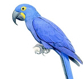 Arara Azul de Lear