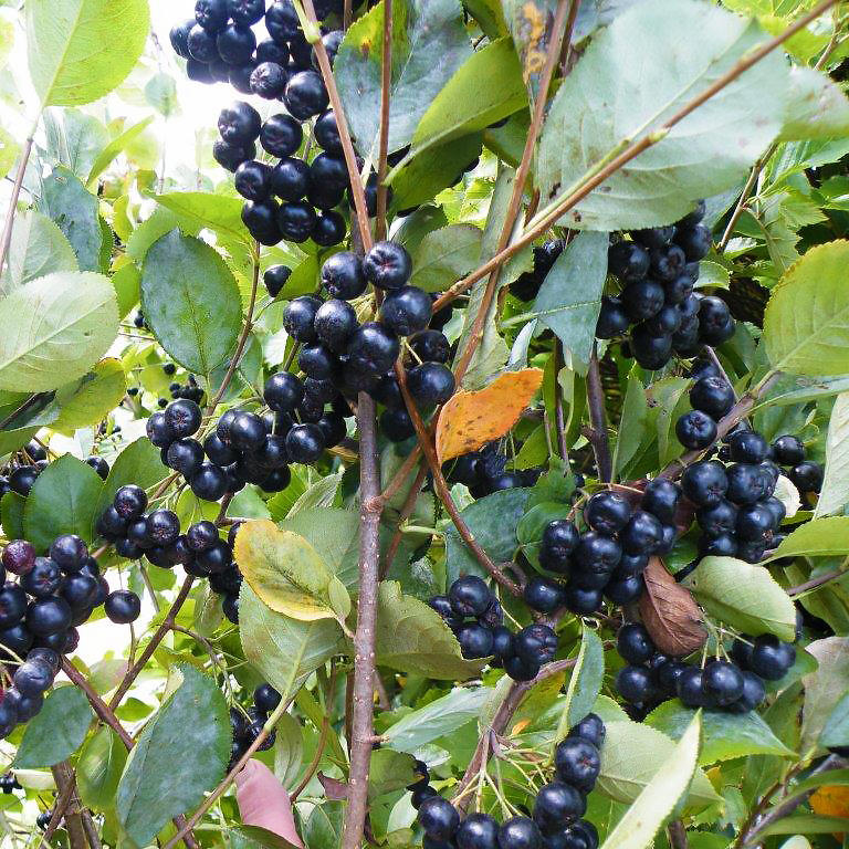 Aronia