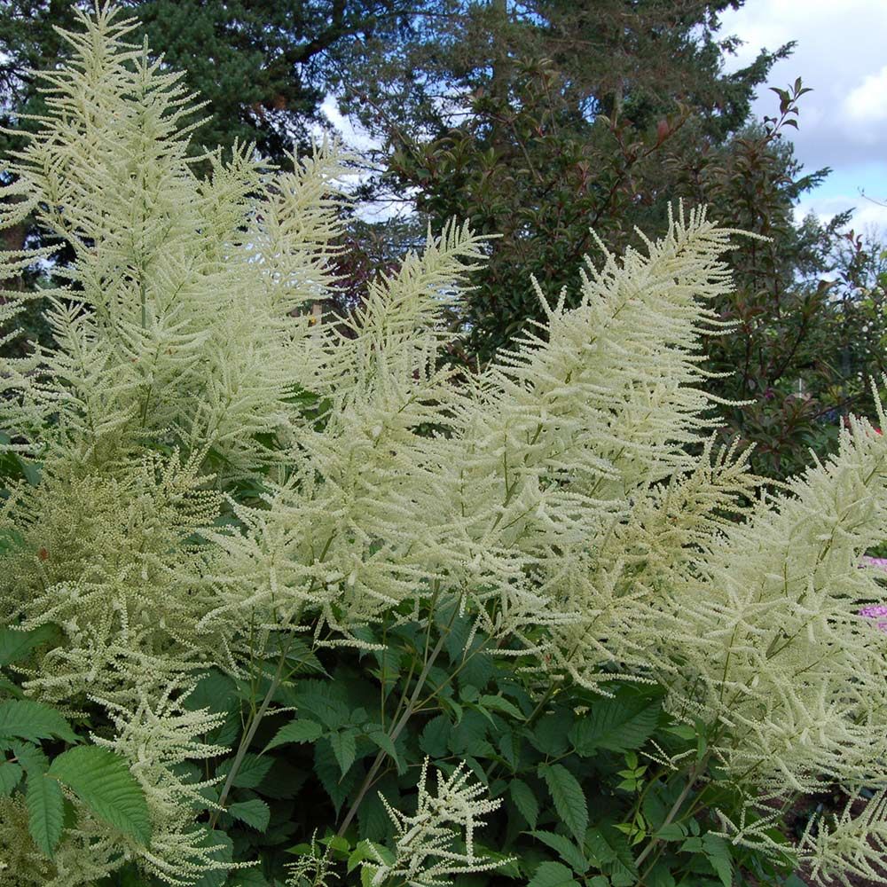 Aruncus