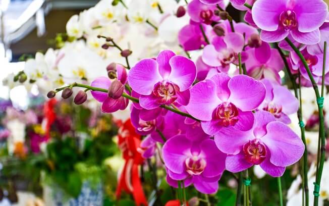 Bulbo de Orquídea Murcho – O Que Fazer? | Mundo Ecologia